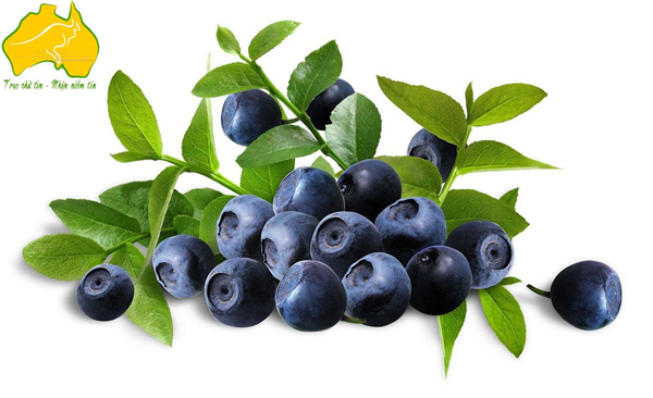 Tổng Hợp Các Công Dụng Tuyệt Vời Của Trái Việt Quất Blueberry